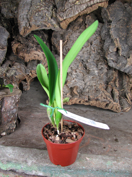 Brassolaeliocattleya Aloha Spirit 'Lenette'.jpg