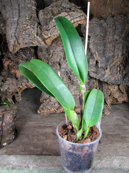 Brassolaeliocattleya Chia Lin 'New City' (Oconee x Maitland).jpg