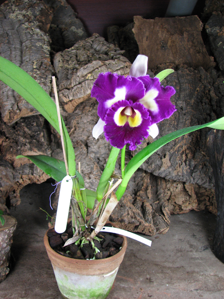 Brassolaeliocattleya Chinese Beauty 'Fire Phoenix'.jpg