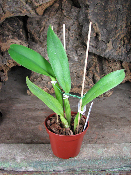 Brassolaeliocattleya Dickie Brooks 'Cole #6' x Brassolaeliocattleya Chia Lin 'Shinsu #1'.jpg