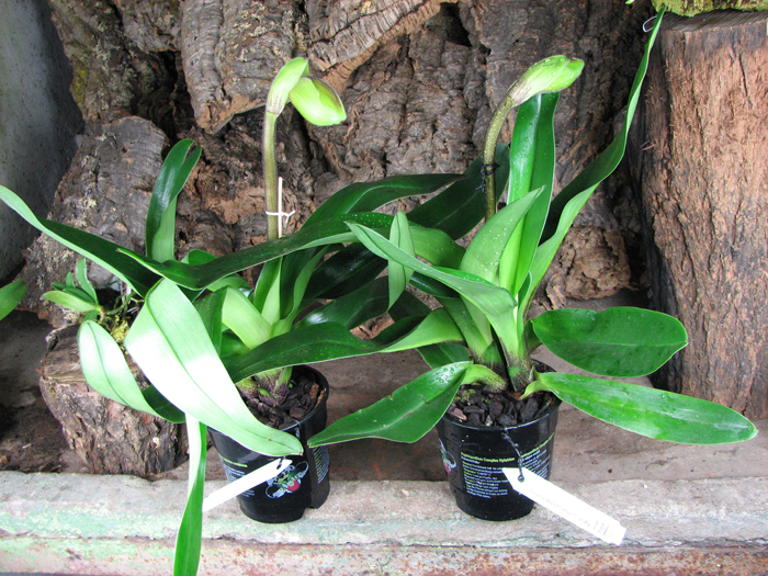 Paph Lippewunder hybrid.jpg