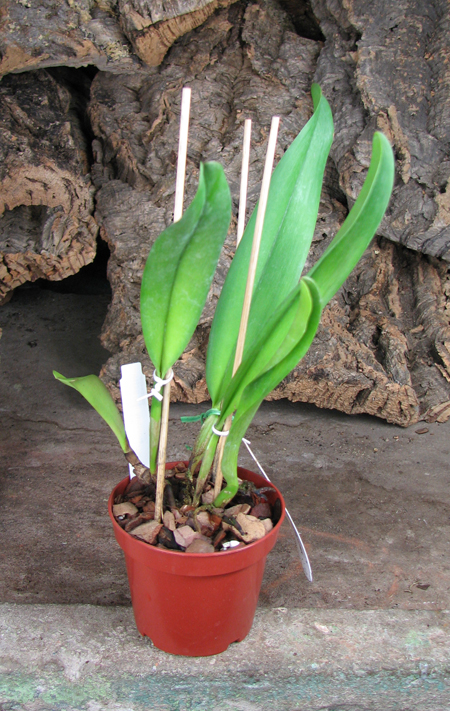 Brassolaeliocattleya Dr Joe Walker 'Ray Mishima'.jpg