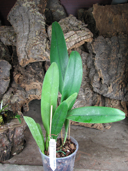 Brassolaeliocattleya Fort Watson 'Mendenhall'.jpg