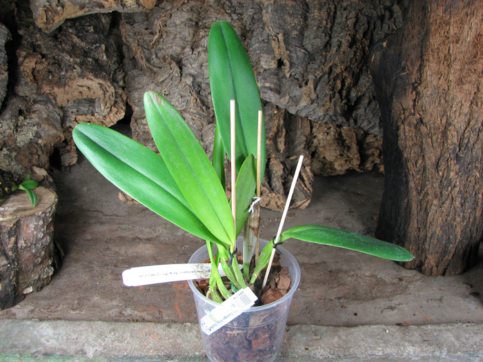 Brassolaeliocattleya George King 'Southern Cross'.jpg