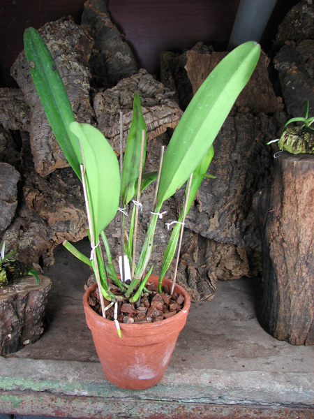 Brassolaeliocattleya Goldenzelle 'Saddle Peak'.jpg