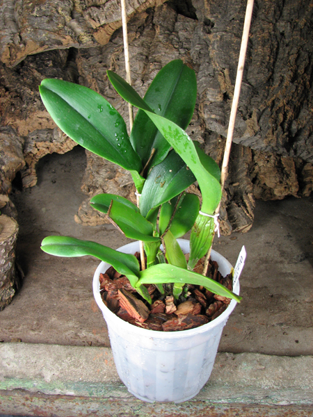 Brassolaeliocattleya Haadyai Delight 'Bangprom Gold'.jpg