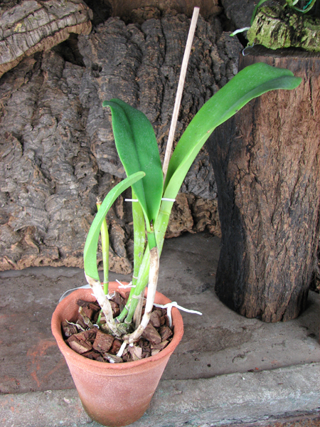 Brassolaeliocattleya Chan Hsiu Gold 'Fuji'.jpg
