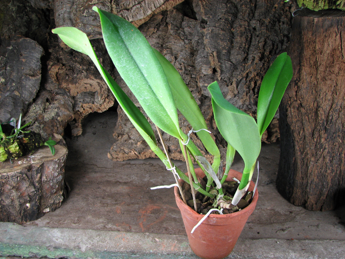 Brassolaeliocattleya Herons Roon 'Grape Land'.jpg