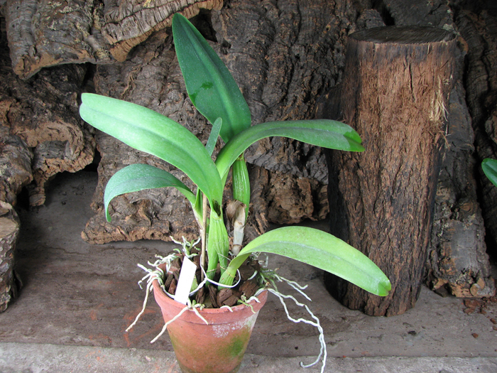 Brassolaeliocattleya Hsinying Catherine 'Hakucho'.jpg