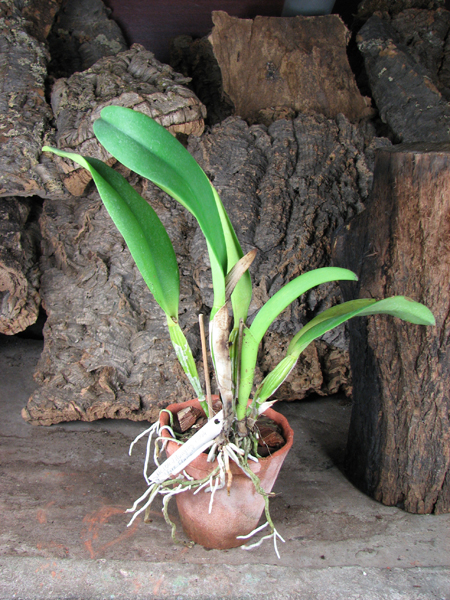 Brassolaeliocattleya Hsinying Flash 'Fire Flame'.jpg