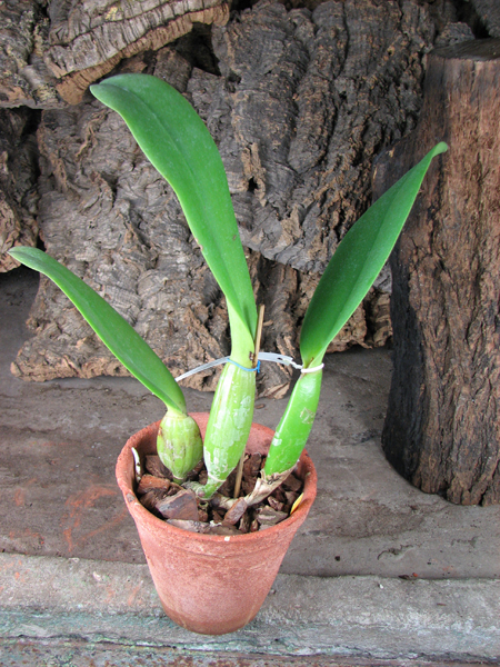 Brassolaeliocattleya Hsinying Home Run 'Ching Hua'.jpg