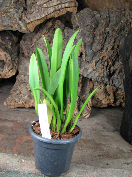 Brassolaeliocattleya Island Charm 'Sugar' x Laeliocattleya Orglades Glow 'La Neige'.jpg