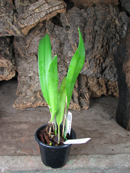Brassolaeliocattleya Keowee 'Mendenhall'.JPG