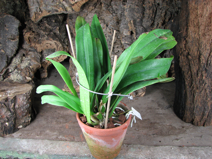 Brassolaeliocattleya Memoria Tiang 'Pipob'.jpg