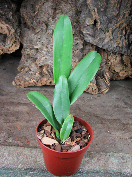 Brassolaeliocattleya Mother 'Aunt Yow'.jpg