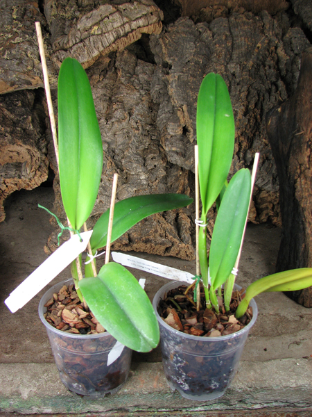 Brassolaeliocattleya Neil McDade 'Lenette' x Brassolaeliocattleya George King 'Southern Cross'.jpg