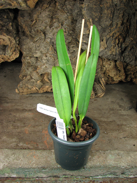 Brassolaeliocattleya Owen Holmes 'Newberry'.jpg