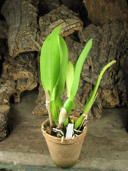 Brassolaeliocattleya Pink Empress 'Ju-Sen'.jpg