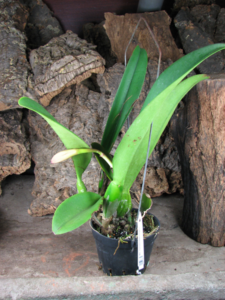 Brassolaeliocattleya Pamela Hetherington.JPG