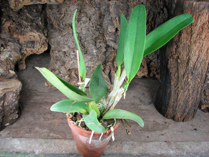 Brassolaeliocattleya Segundina Vizcarra 'Gloria'.jpg
