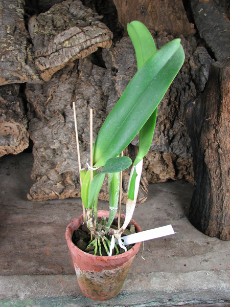 Brassolaeliocattleya Success Dream 'Miracles'.jpg