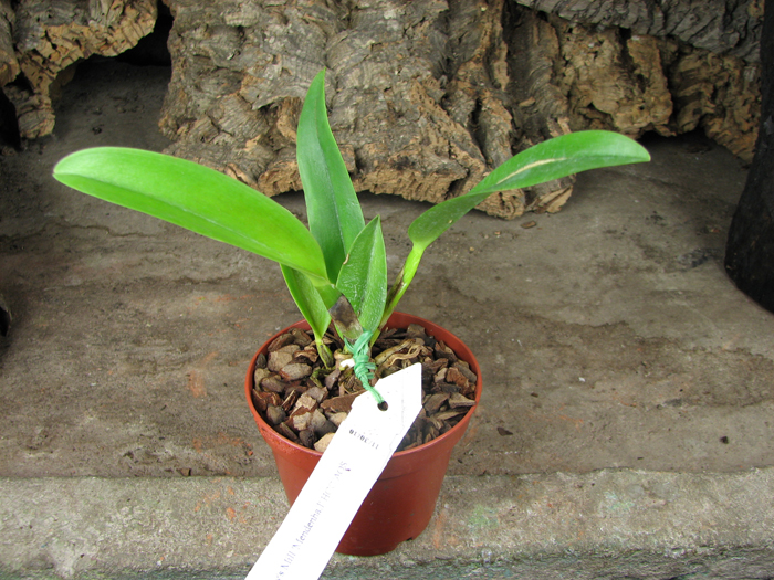 Brassolaeliocattleya Rugeley's Mill 'Mendenhall'.jpg