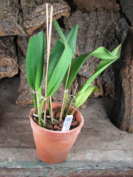 Brassolaeliocattleya Sunstates Peak Down.jpg