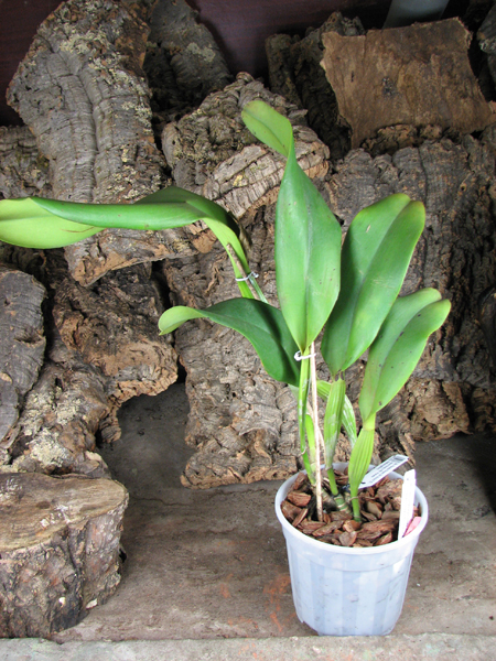 Brassolaeliocattleya Pamela Finney 'All Victory'.jpg