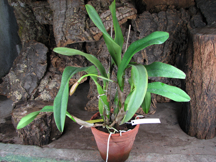Brassolaeliocattleya Taiwan Queen 'Golden Monkey'.jpg