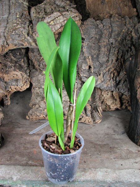 Brassolaeliocattleya Taiwan Ruby 'Taiyoung #6'.jpg