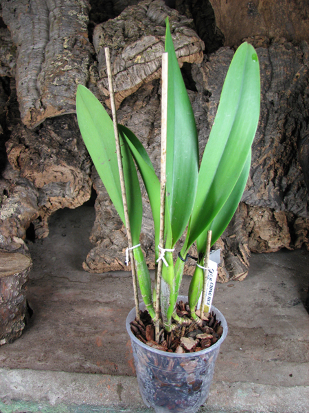 Brassolaeliocattleya Toshie's Magic 'Hsinying'.jpg