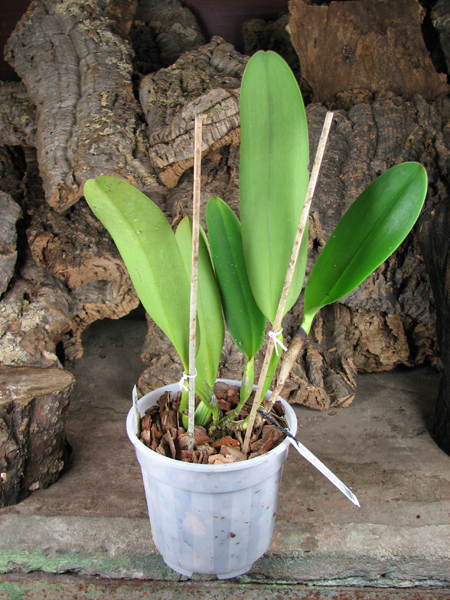 Brassolaeliocattleya Toshie Aoki 'Pizazz Subv OC'.jpg