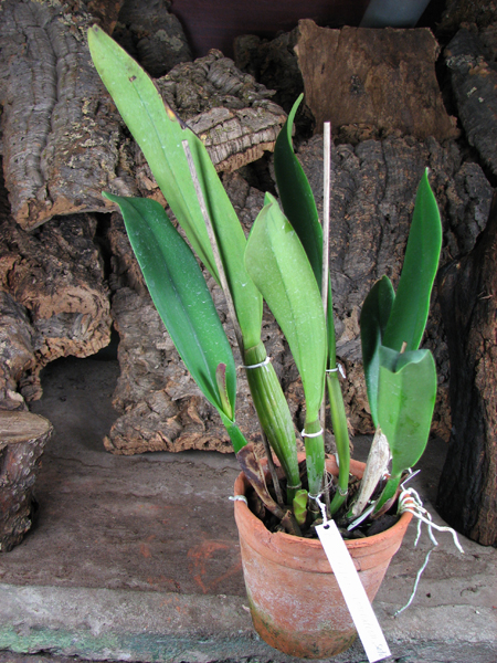 Brassolaeliocattleya Triumphal Coronation 'Seto' (Laeliocattleya Drumbeat x Brassolaeliocattleya Pamela Hetherington).jpg