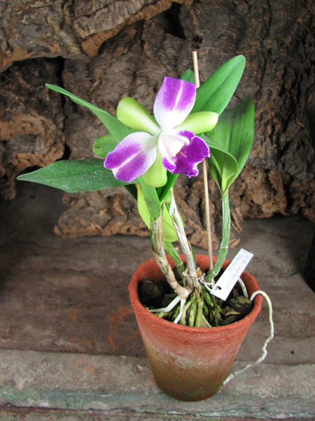Brassolaeliocattleya Village Chief North 'Green Genuie'.jpg