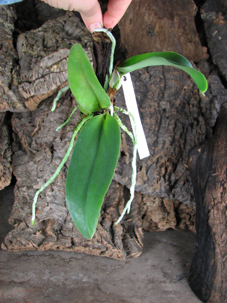 Brassolaeliocattleya Taiwan Ruby 'Magic'.jpg