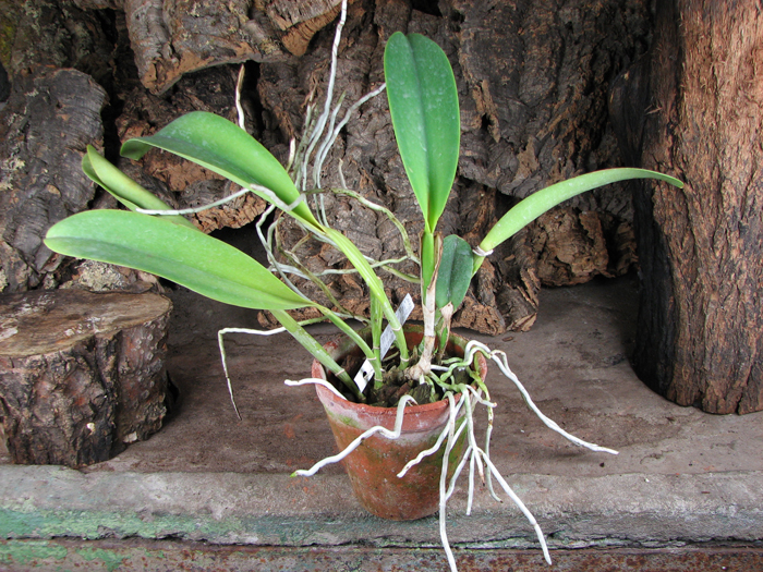 Brassolaeliocattleya Williette Wong 'The Best'.jpg