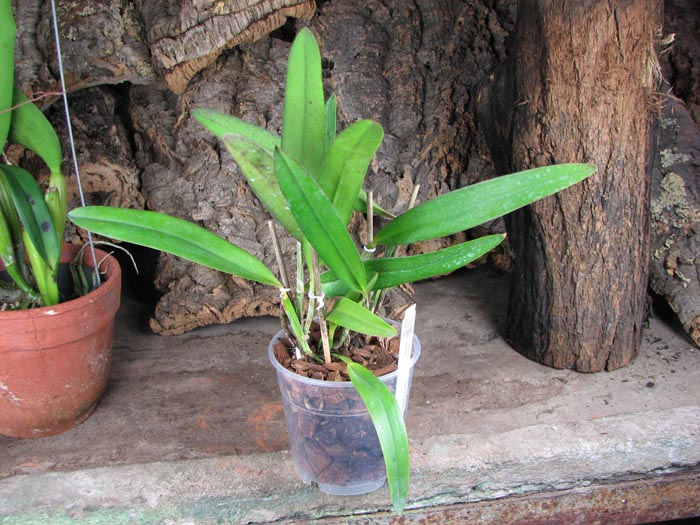 Laelia tenebrosa x Cattleya Penny Kuroda 'spots'.jpg