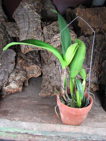 Brassolaeliocattleya Young Kong 'Sun No16'.jpg
