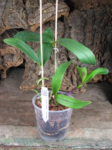 Cattleya (Penny Kuroda x Corcovado).jpg