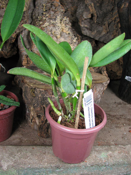Cattleya (Valentine coerulea x intermedia coerulea aquinii).jpg