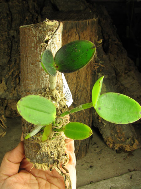 Cattleya aclandiae 'Nigrella' x Cattleya aclandiae 'AM'.jpg