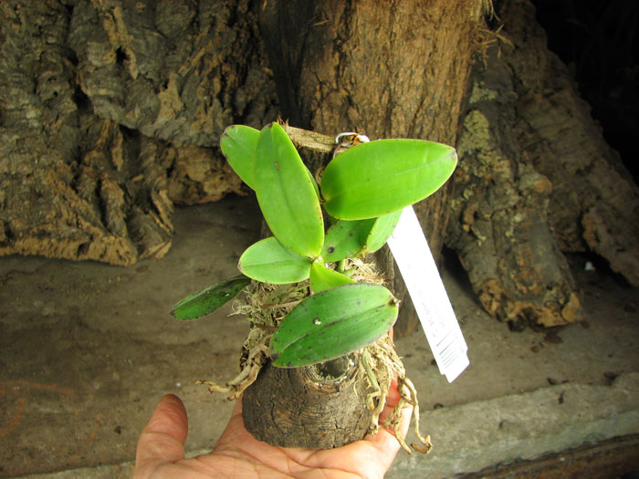 Cattleya aclandiae 'Itaparica' x Cattleya aclandiae 'Mulatinha'.jpg
