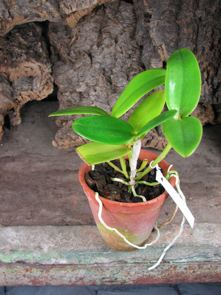 Cattleya amethystoglossa creme pintada 'Gaturama' x Cattleya amethystoglossa palha 'Gloriosa'.jpg