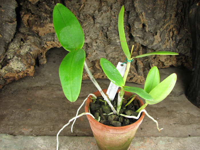 Cattleya amethystoglossa creme 'WFS' x SELF.jpg
