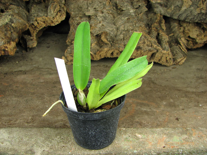 Cattleya Blue Velvet 'Surprise'.jpg