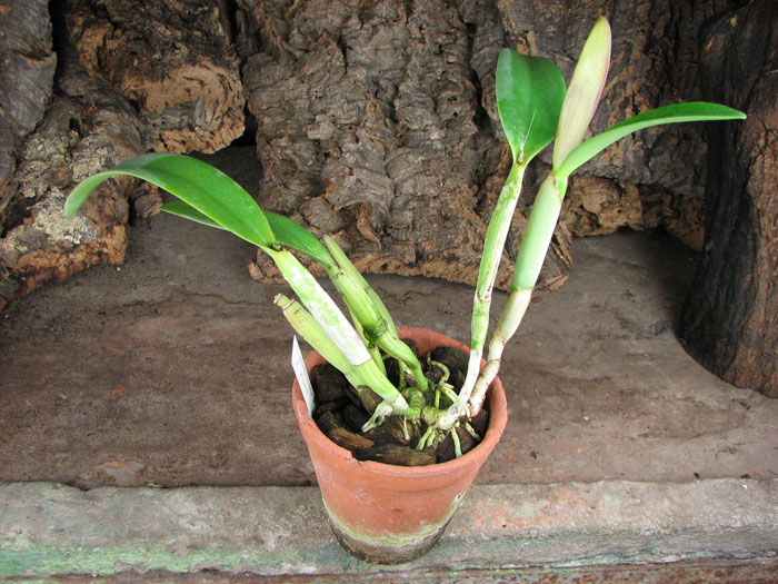 Cattleya aurantiaca x Brassavola glauca.jpg