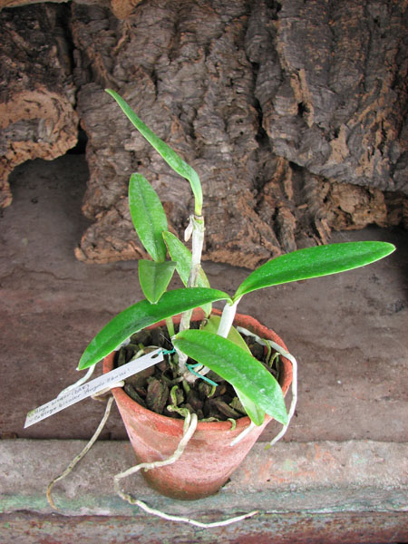 Cattleya bicolor (DAR) x Cattleya bicolor 'Angelo Ebani'.jpg