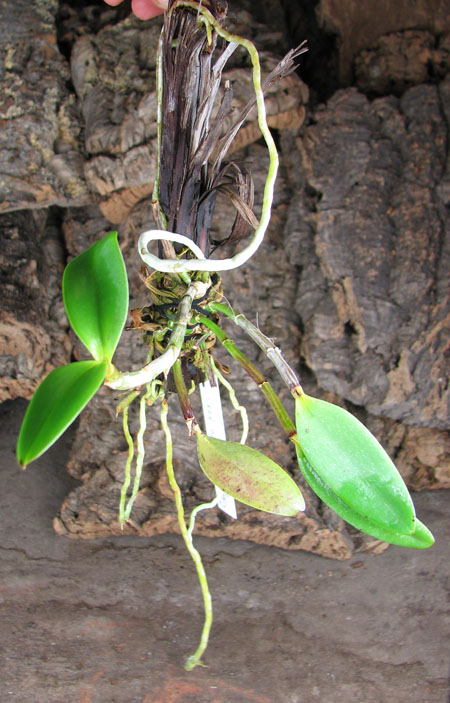 Cattleya bicolor chocolate XXX x SELF.jpg