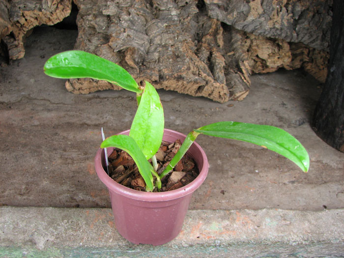 Cattleya amethystoglossa dark spots x sib.jpg