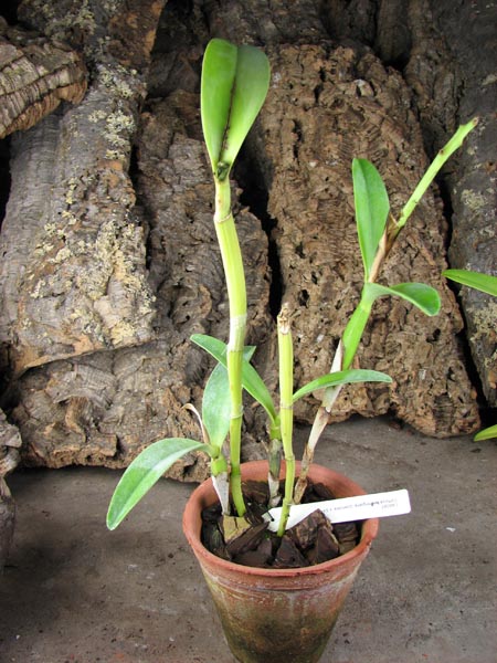Cattleya bowringiana coerulea.jpg